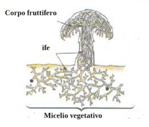 micelio